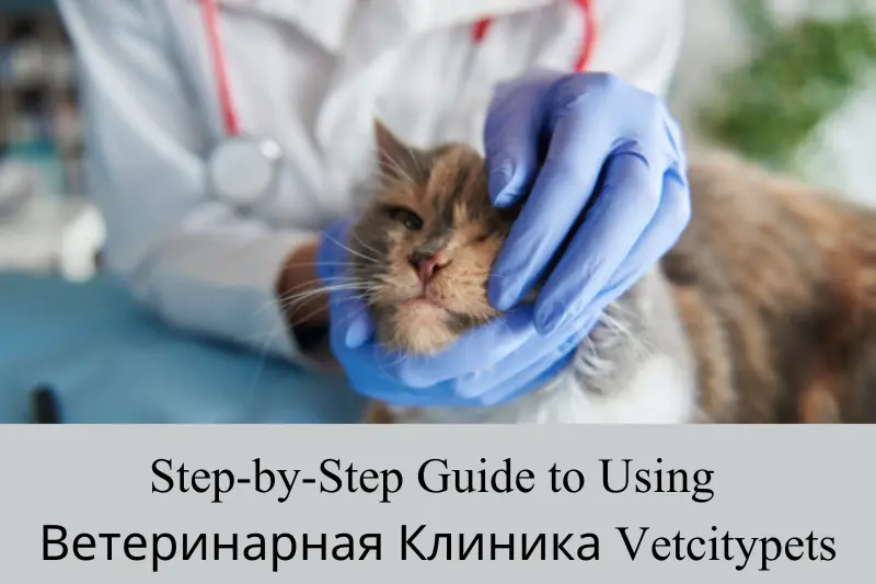 step-by-step guide to using bетеринарная kлиника vetcitypets