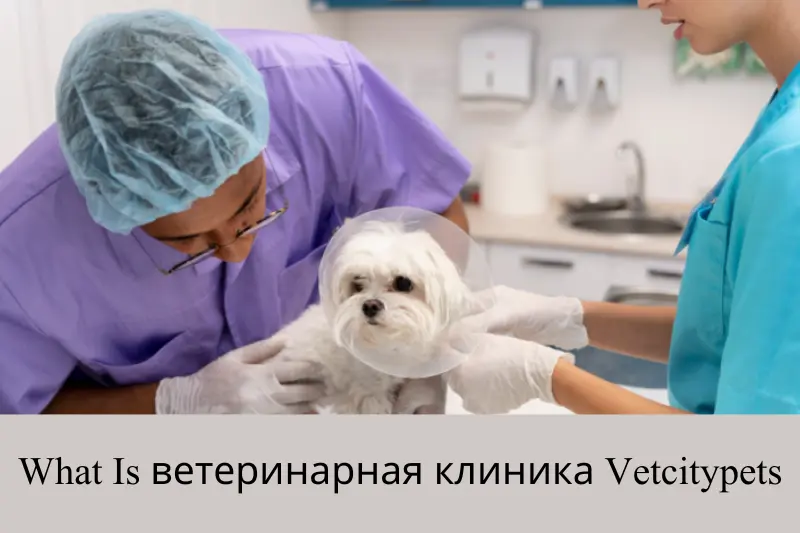 what is ветеринарная клиника vetcitypets