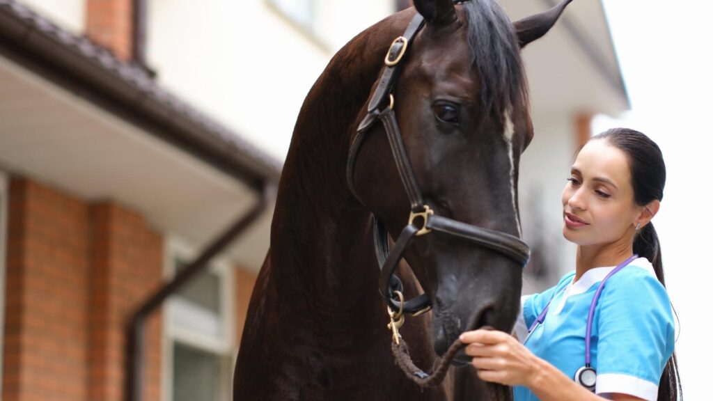 Best Equine Studies Courses featured image