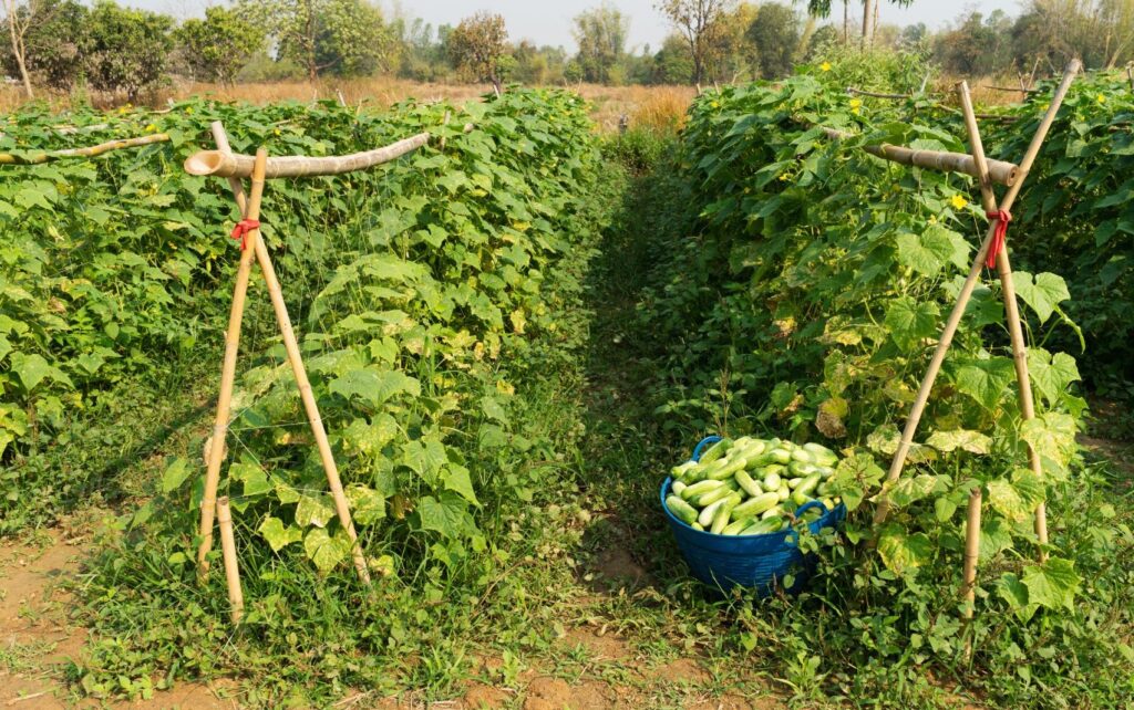 Biological Control of Fusarium Wilt: Effective Strategies for Sustainable Cucumber Farming Cucumber Pests and Diseases