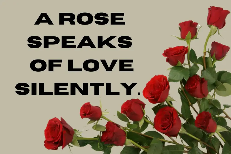 a rose speaks of love silently