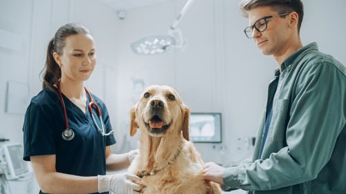 How Veterinary Hospitals Ensure Pet Safety During Procedures anesthesia pet dental safety