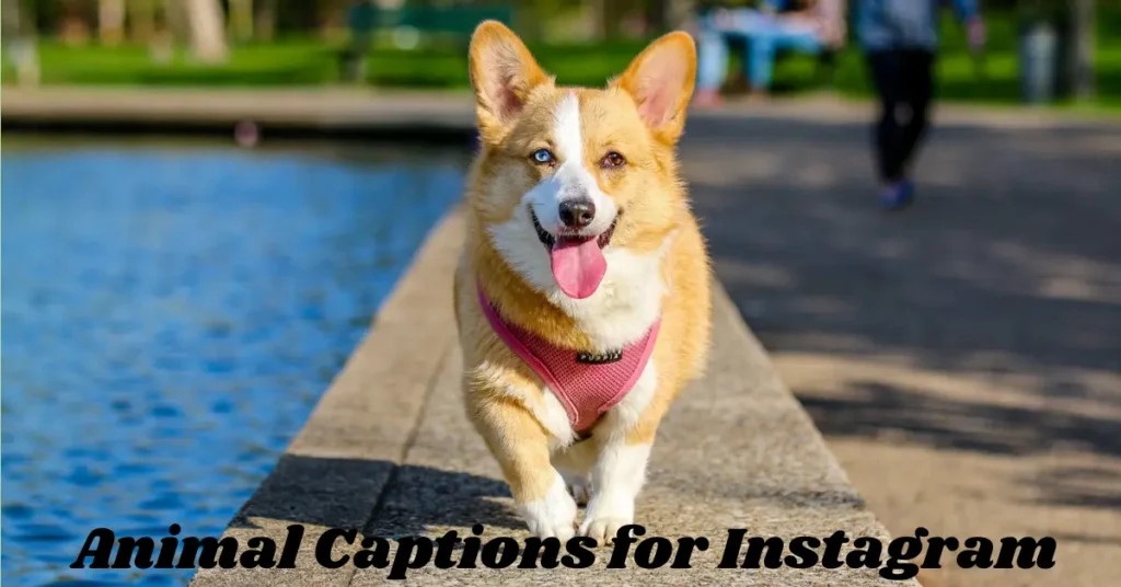 🐾 110+ Best Animal Captions for Instagram That’ll Steal Hearts and Likes animal captions for instagram
