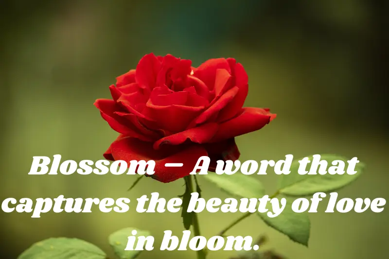 blossom – a word that captures the beauty of love in bloom