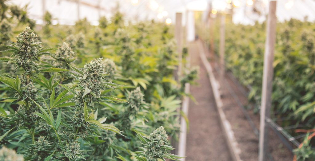 Premium THCA Flower Pound Deals for Retail and Resale Buyers cannabis image 32614