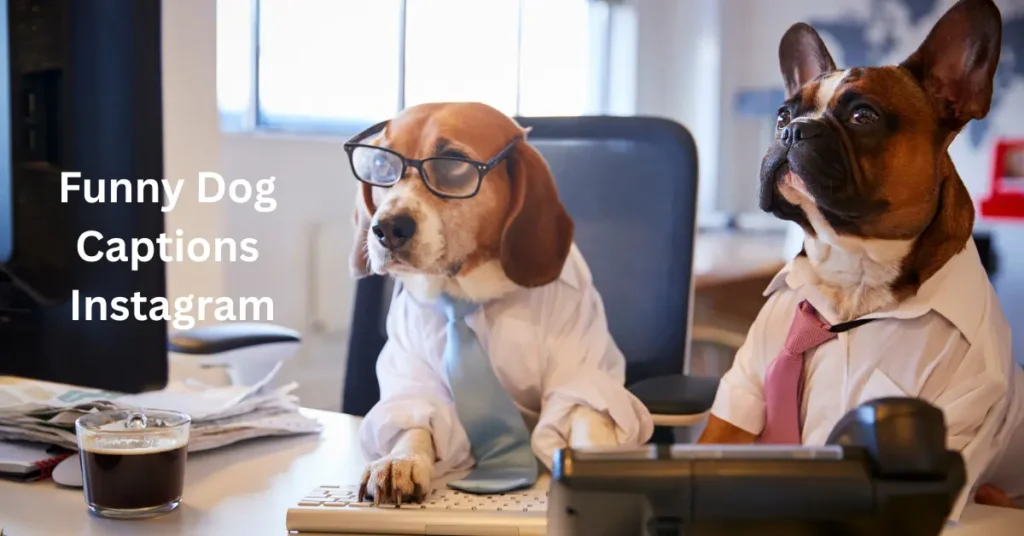 🐾 140+ Funny Dog Captions Instagram Will Absolutely Love! funny dog captions instagram