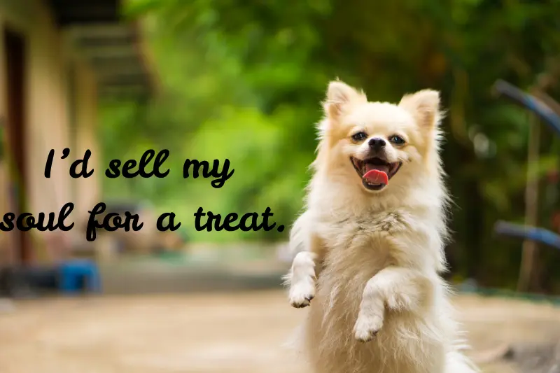 i’d sell my soul for a treat
