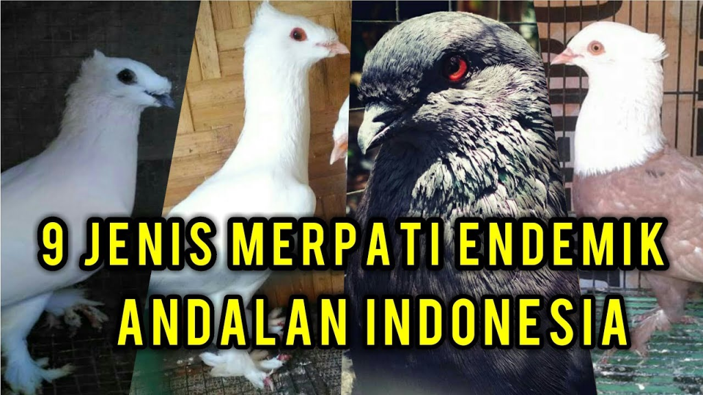 Panduan Lengkap Merpati178, Merpati179, Merpati180, dan Merpati181 untuk Pengguna Indonesia image 1380