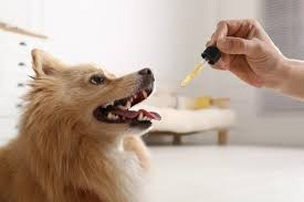 ProCarePet Com Guide for Better Pet Care & Health image 2586