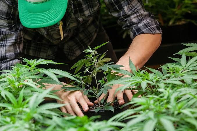 Understanding the Modern Cannabis Industry and Its Future Development image 5245
