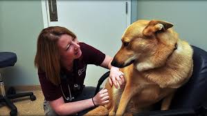 How Animal Hospitals Offer Reproductive And Breeding Services images 2026 02 25T153434.445