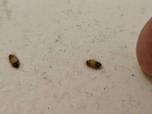 The Real Cost of Small Bugs: What Most SaaS Teams Get Wrong About Product Health images 2026 08 17T050207.261