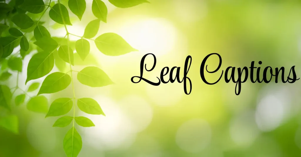 55+ Captivating Leaf Captions to Celebrate Nature’s Beauty leaf captions