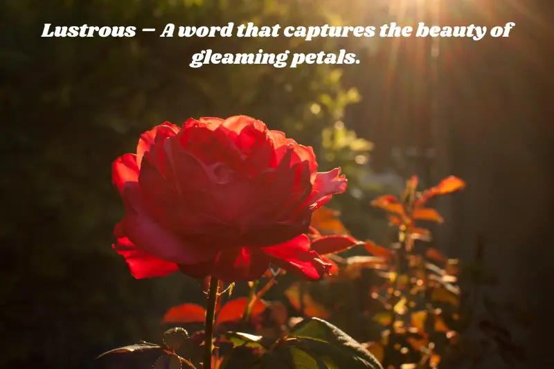 lustrous – a word that captures the beauty of gleaming petal