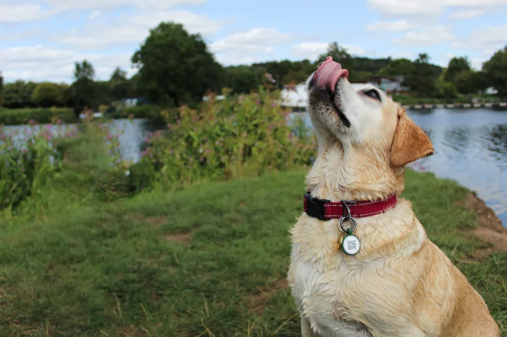 qr code pet tags vs gps trackers why your pet needs both for maximum safety 9671622