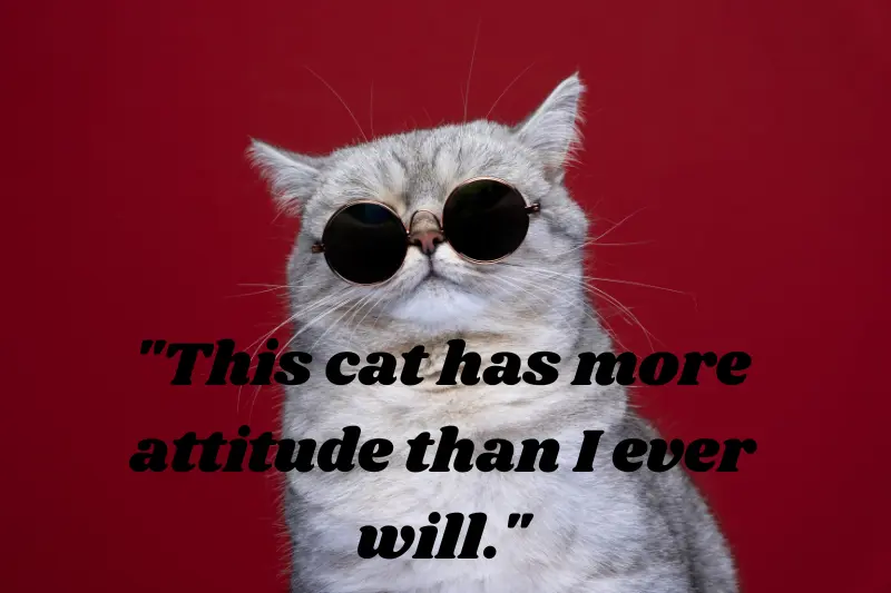 this cat has more attitude than I ever will